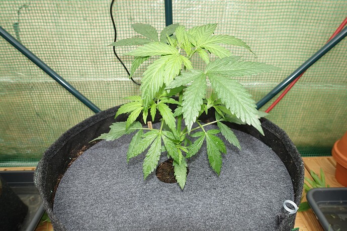 Growreport Bild 6