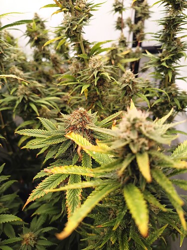 Growreport Bild 16