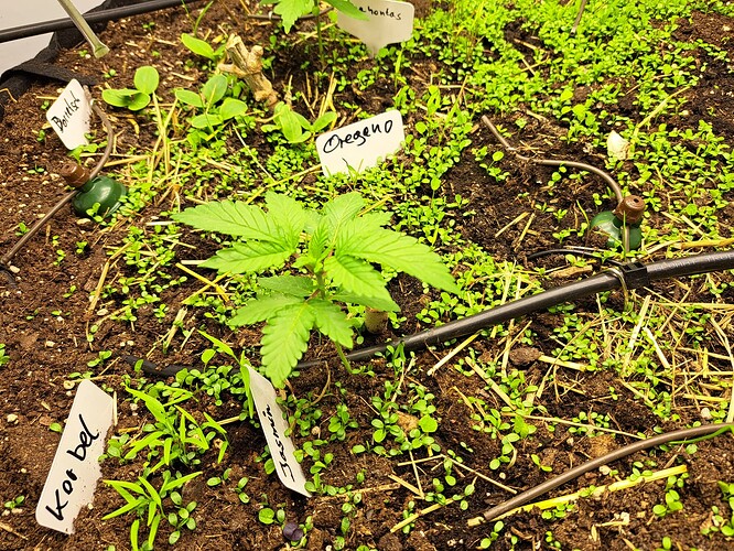 Growreport Bild 3