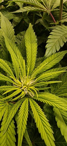 Growreport Bild 1