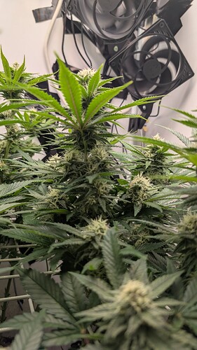 Growreport Bild 15