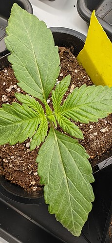 Growreport Bild 6