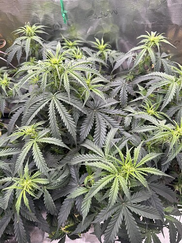 Growreport Bild 7