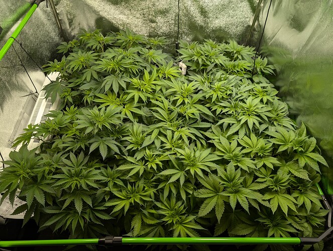 Growreport Bild 3