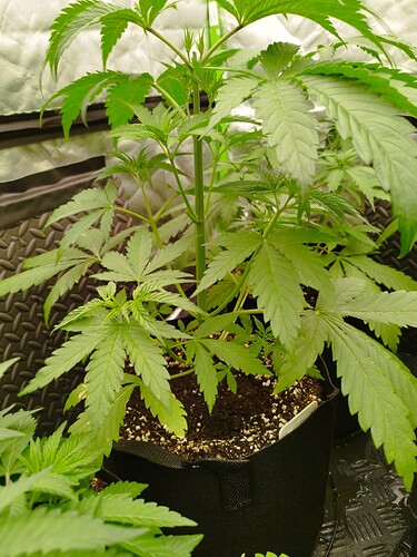 Eine junge Cannabispflanze in einem schwarzen Stofftopf, die sich im Wuchs befindet. Die Pflanze hat mehrere Verzweigungen und breite, grüne Blätter.