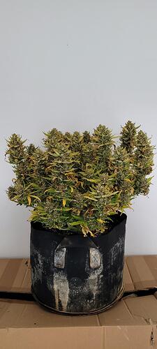 signal-2024-04-16-19-03-22-779-6