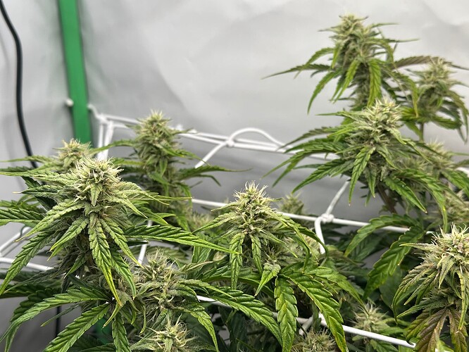 Growreport Bild 4