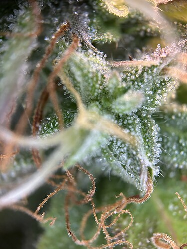 Growreport Bild 8