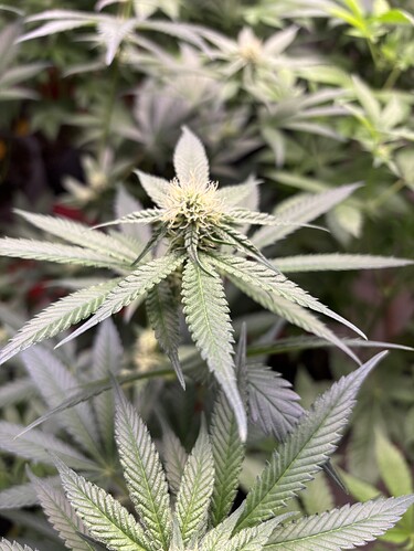Growreport Bild 18