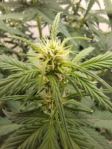 Growreport Bild 105