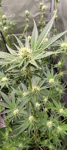 IMG_20250212_132128363_HDR