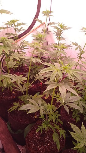 Growreport Bild 2