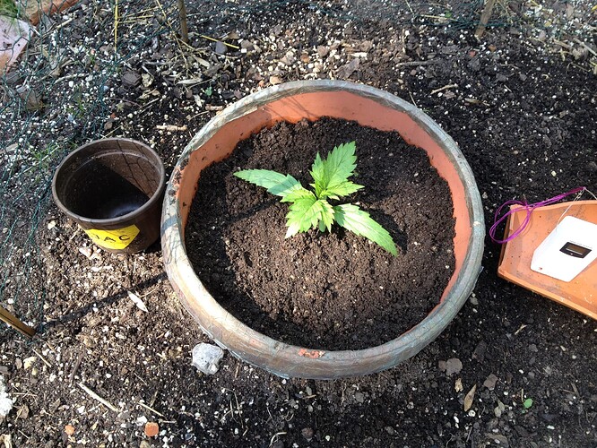 Growreport Bild 42
