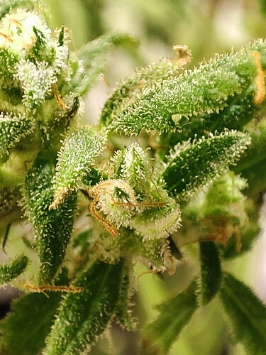 Growreport Bild 6