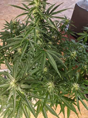 WhatsApp Bild 2024-05-19 um 11.03.39_6e754097