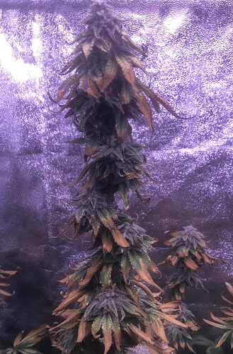 Growreport Bild 4