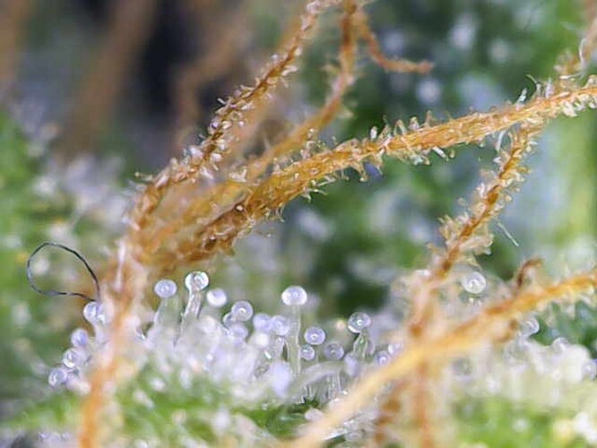 Growreport Bild 9