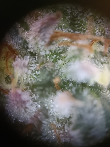 Growreport Bild 23