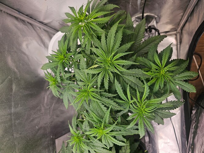 Growreport Bild 35