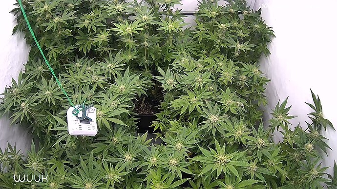 Growreport Bild 9