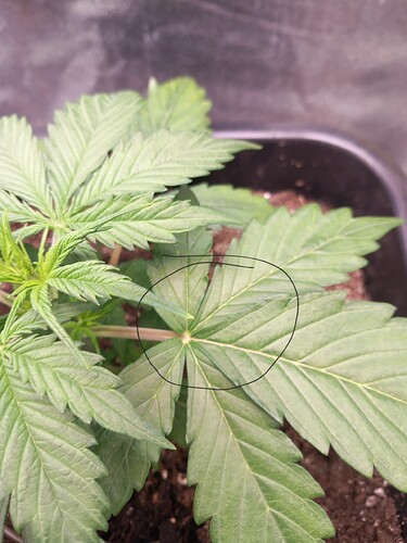 Growreport Bild 3