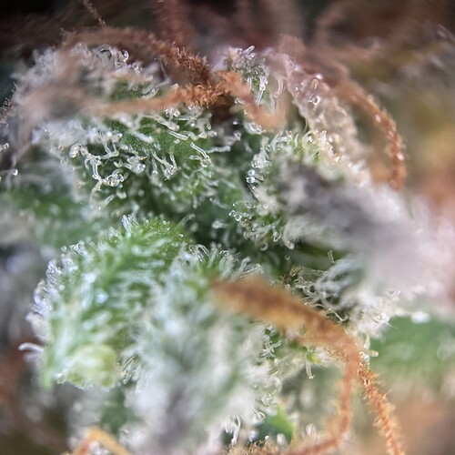 Growreport Bild 3