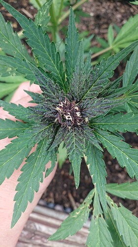 Growreport Bild 61