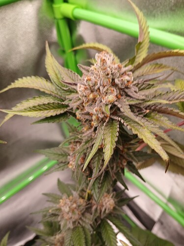 Growreport Bild 34