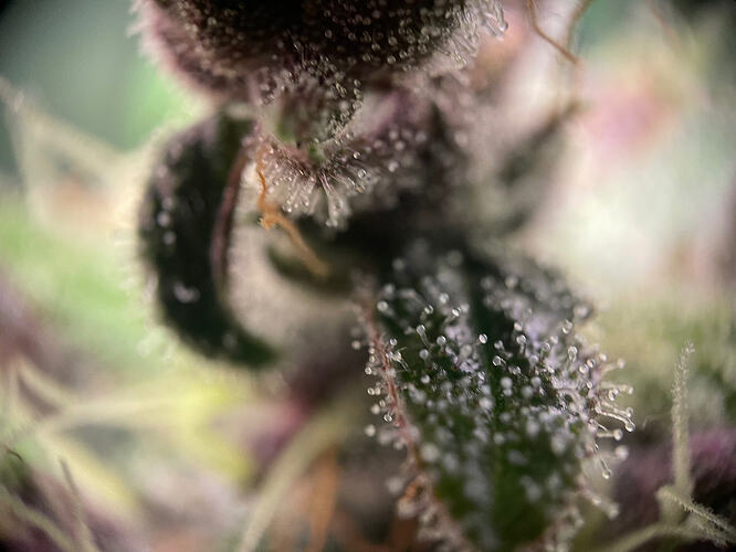 Growreport Bild 11