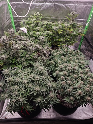 Growreport Bild 14