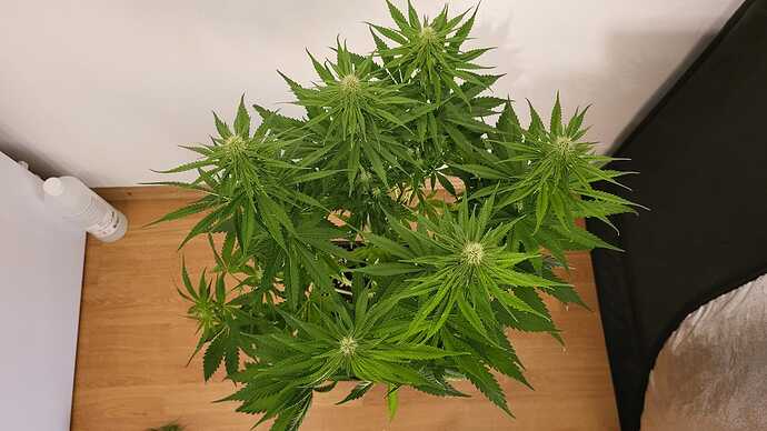 Growreport Bild 25