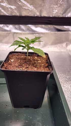 Growreport Bild 22