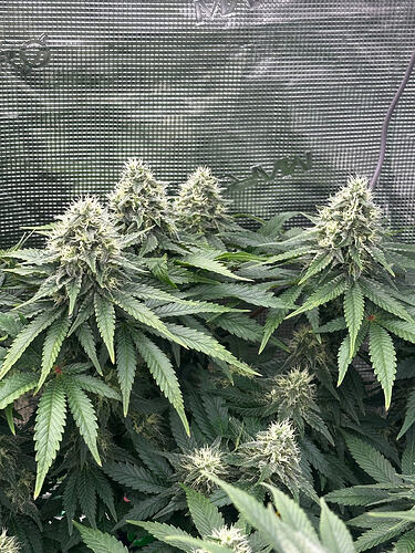 White Widow