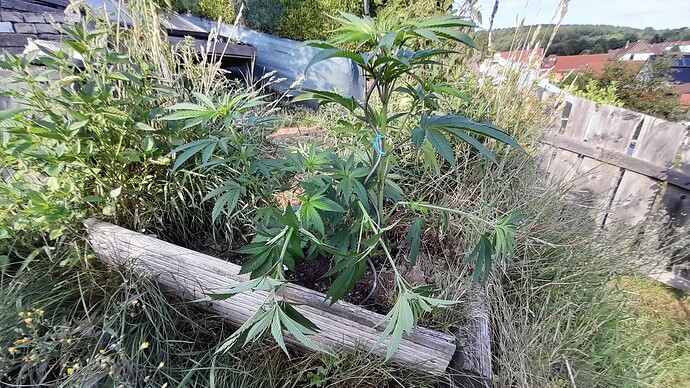 Growreport Bild 33