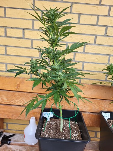 Growreport Bild 10