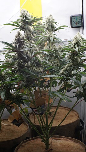 Growreport Bild 6