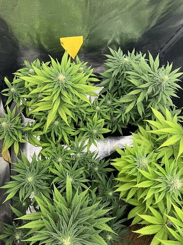 Growreport Bild 11