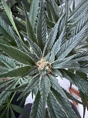 Growreport Bild 5