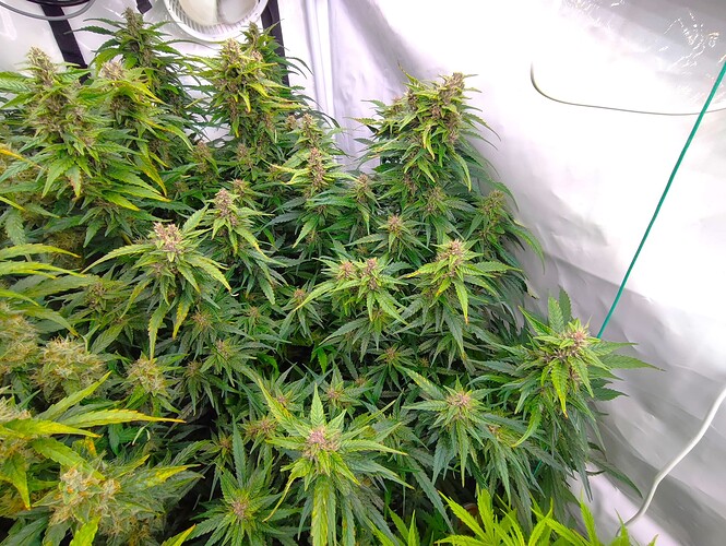 Growreport Bild 9