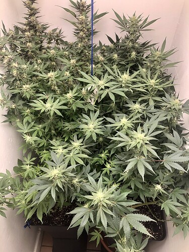 Growreport Bild 7
