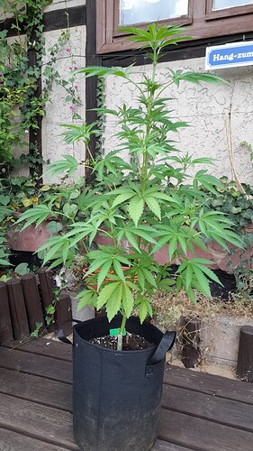 Growreport Bild 4