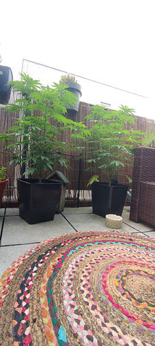 IMG_20260603_121612