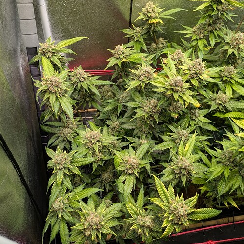Growreport Bild 5