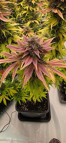Growreport Bild 14