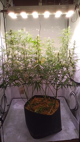 Growreport Bild 4
