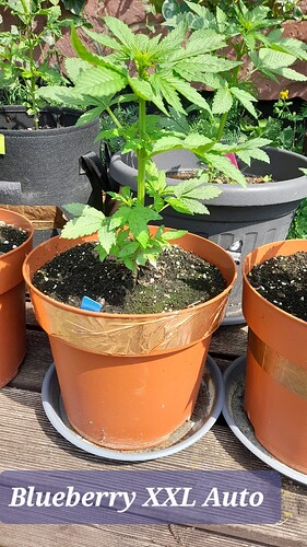 Growreport Bild 11