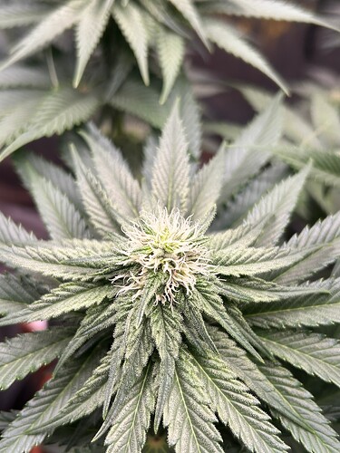 Growreport Bild 15