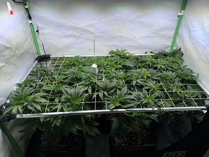 Growreport Bild 1