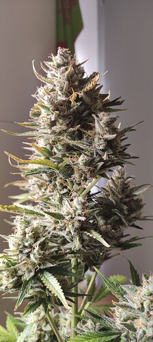 Growreport Bild 20
