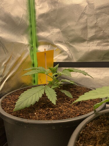 Growreport Bild 11